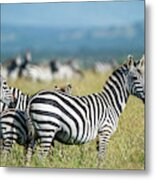 Africa, Tanzania, Zebras Metal Print