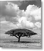 African Acacia Tree Metal Print