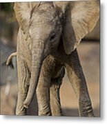 African Elephant Calf Displaying Metal Print