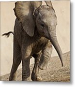 African Elephant Calf Running Metal Print