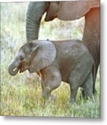 African Elephant Calf With Its Mother Metal Print