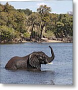 African Elephant In Chobe River Metal Print