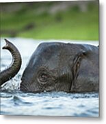 African Elephant In Chobe River Metal Print