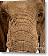 African Elephant Metal Print