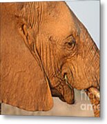 African Elephant Profile Metal Print