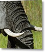 African Elephant Tusks Metal Print