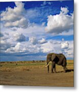 African Elephant Walking In Masai Mara Metal Print
