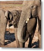 African Elephants Drinking Metal Print
