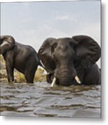 African Elephants In The Chobe River Metal Print