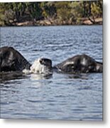 African Elephants Swimming In The Chobe River Botswana Metal Print
