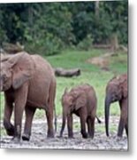 African Forest Elephant And Calves Metal Print