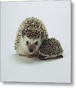 African Hedgehog Mother And Baby Metal Print