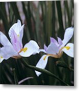 African Iris (dietes Vegeta) Metal Print
