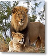 African Lion And Lioness Botswana Metal Print