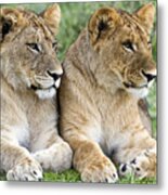 African Lion Juveniles Serengeti Np Metal Print