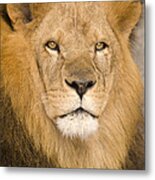 African Lion Metal Print