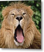 African Lion Yawning Metal Print