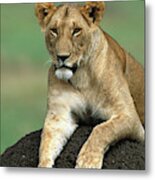 Lioness In Masai Mara Metal Print