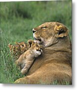 African Lions Mother And Cubs Tanzania Metal Print