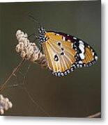 African Monarch Metal Print