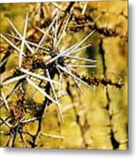 African Thorns Metal Print