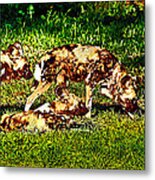African Wild Dog Family Metal Print