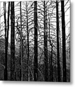 After The Fire Metal Print