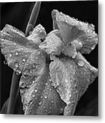 After The Rain Metal Print