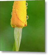 After The Rain Metal Print