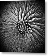 Agave Spikes Black And White Metal Print