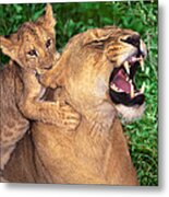 Ah Being A Mother Is Wonderful African Lions Wildlife Rescue Metal Print