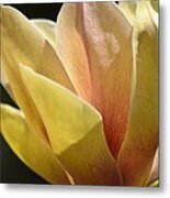 Alabama's Tulip Magnolia Metal Print