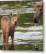 Alaskan Moose And Calf In Water Metal Print