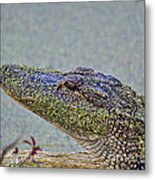 Algae Gator Metal Print