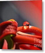 All Red Metal Print