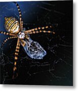 All Wrapped Up - Argiope Spider Metal Print