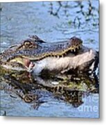 Alligator Catches Catfish Metal Print