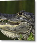 Alligator With Mouth Open Metal Print