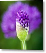 Allium Hollandicum Purple Sensation Metal Print