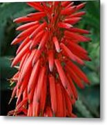 Aloe Ciliaris Flower Metal Print