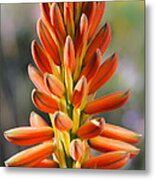 Aloe Gariepensis Flowers Metal Print