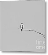 Alone On A Gray Day Metal Print