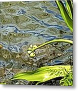 Along The River Metal Print