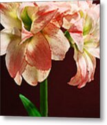 Amaryllis Aphrodite Metal Print