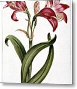 Amaryllis Flower Metal Print