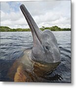 Amazon River Dolphin Spy-hopping Rio Metal Print
