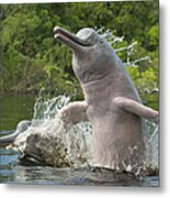 Amazon River Dolphins Jumping Brazil Metal Print
