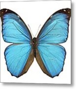 Amazonian Butterfly Metal Print