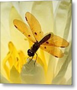 Amber Dragonfly Dancer Metal Print