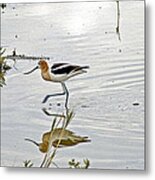 American Avocet Feeding Metal Print